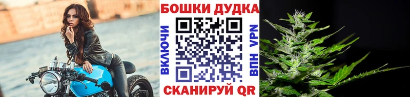 Конопля сатива  Колпашево 